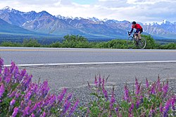 A cyclist in the defunct Fireweed 400 race is seen passing by Eureka Lodge on the Glenn Highway in July 2010.