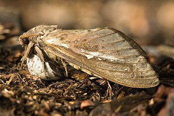 Pindi moth