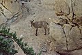 Arabian tahr, which is naturally found in Jebel Hafeet and Al Hajar Mountains[15][16][17]
