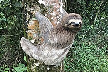This is an image of a sloth hanging from a tree, its a sunny day.