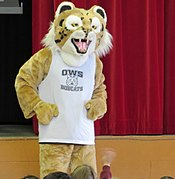 Rufus the Bobcat, the school mascot