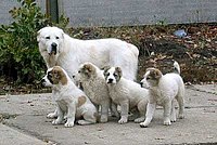 Central Asian Shepherd dog and litter of puppies