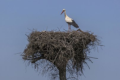 on nest in Spain