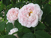 One variety of Rosa alba