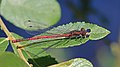 Image 32Large red damselfly in Swinley Forest, Berkshire (from Portal:Berkshire/Selected pictures)