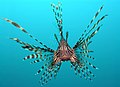 Image 55Head-on view of the venomous lionfish (from Coral reef fish)