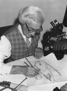 Arthur Smith at work in the Department of Entomology, British Museum (Natural History) in the early1970s. The illustration is of the male genitalia of Zamarada cydippe (Fletcher, 1974).