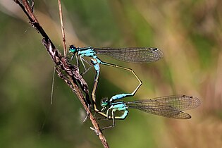 Mating, female f. typica