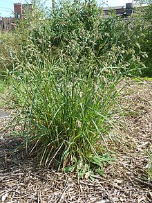 Habit with numerous, tall flowering culms emerging from a large tussock of long, narrow green leaves.