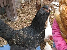 A black hen looking at the camera