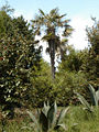 Trachycarpus fortunei in Glendurgan