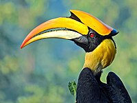 Close-up of great hornbill male in Mangaon showing red iris and black on underside of casque