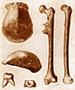 Fossils of Java Man