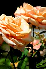 Two orange roses against a blurred background