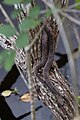Water moccasin rests on a branch above the water