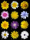 Poster of Asteraceae flowers
