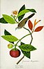 Garcinia Mangostana; Booah Mangies; Boorong Merbo (William Farquhar Collection, 1819–1823)