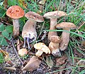 Fungi of Šumadija
