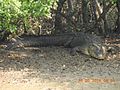Saltwater crocodiles near the coasts