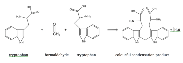 Acree-Rosenheim reaction of tryptophan and formaldehyde
