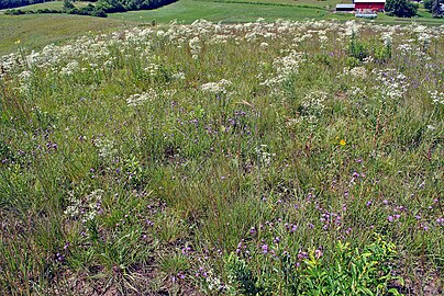 Mid-August prairie flowers, along the top of the ridge