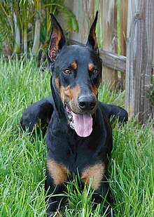 Traditional black and tan Dobermann with ears cropped