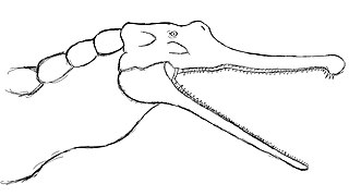 A Drawing of Volcanosuchus Statisticae (Reworked)