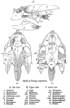 Skull structure of Nilssonia gangetica