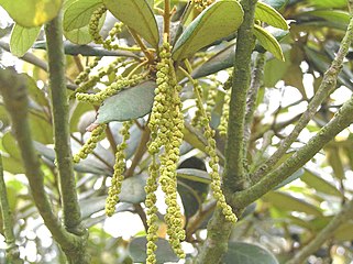 Catkins of Quercus championii in Hong Kong
