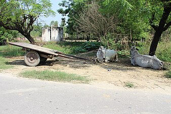 Bullock Cart in Punjab