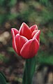 Red tulip, taken with a Cannon AE-1 35mm SLR camera with a macro lens. Taken in 1995