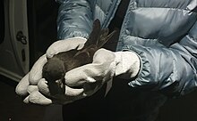 gloved human hands holding a dark bird