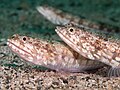 Variegated lizardfish at Raja Ampat Indonesia, 2020
