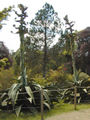 Agave buds in Glendurgan in May 2004, about 8 ft in height