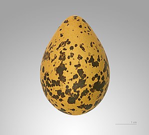 Egg MHNT