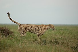 Male marking his territory in the Serengeti