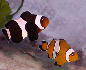 A. percula (clown anemonefish) in a 'normal' orange and a melanistic blackish variant
