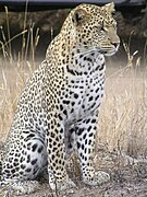 The leopard is a host of Cucullanorhynchus constrictruncatus