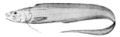 Porogadus miles (Neobythitinae)