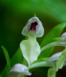 Showy Orchid (Galearis spectabilis)