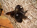 Male European carpenter bee