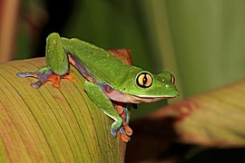Golden-eyed tree frog (Agalychnis annae)