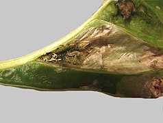 Larva exposed by peeled back blister