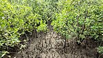 Pneumatophores of the mangrove trees found at Setiu Wetlands State Park.