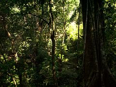 Lacandona Jungle Tropical rainforest climate (Af)