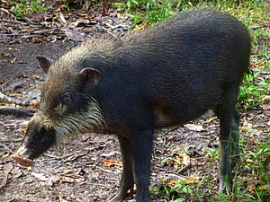 Bornean bearded pig (Sus barbatus) endemic to the Philippines, Sumatra and Borneo