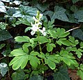Specimen of white-flowered form blooming among ivy leaves.
