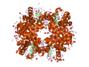 2dxm: Neutron Structure Analysis of Deoxy Human Hemoglobin