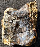 Petrified wood from the Cherokee Ranch petrified forest