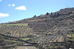 The olive trees in the municipality of Bragança
